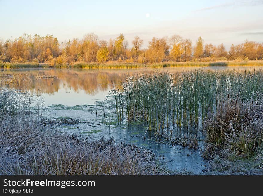 Water, Reflection, Nature, Wetland