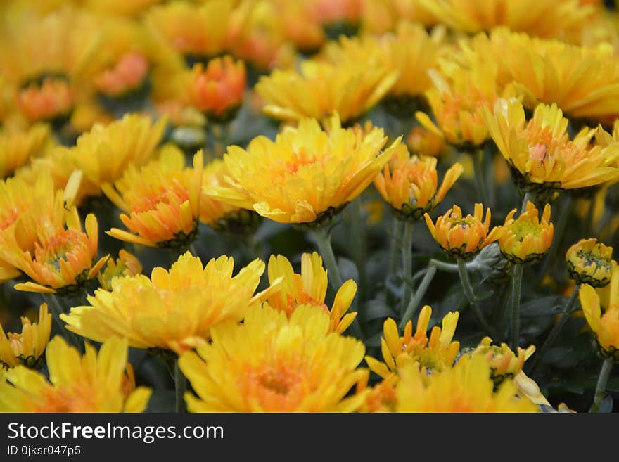 Flower, Yellow, Flowering Plant, Plant