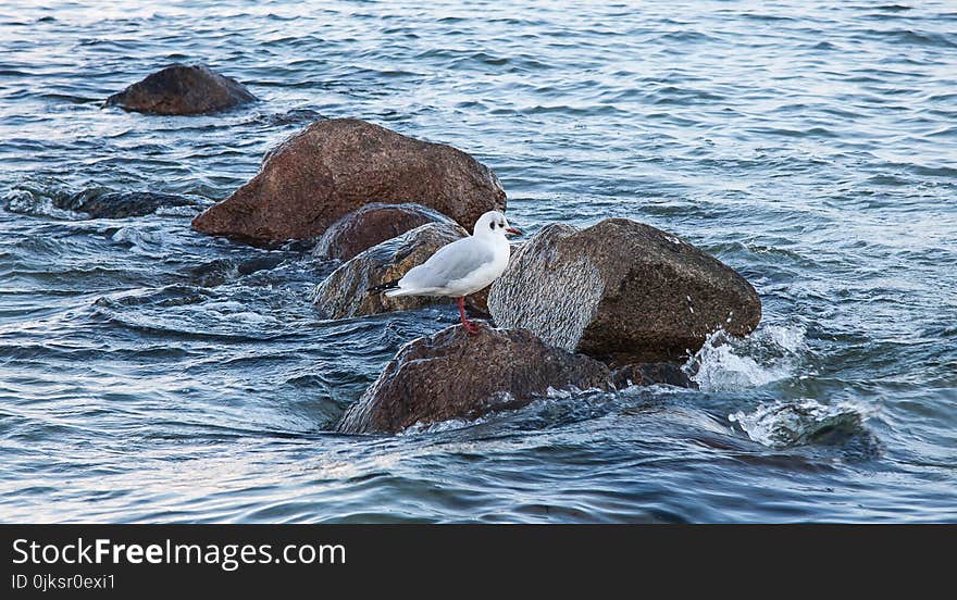 Seabird, Sea, Fauna, Bird