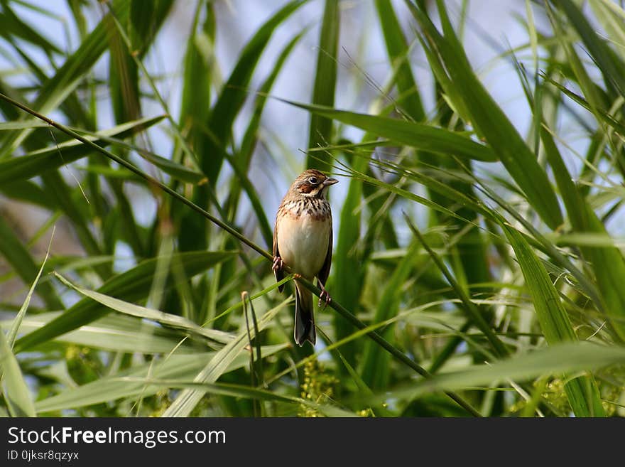 Bird, Fauna, Ecosystem, Beak