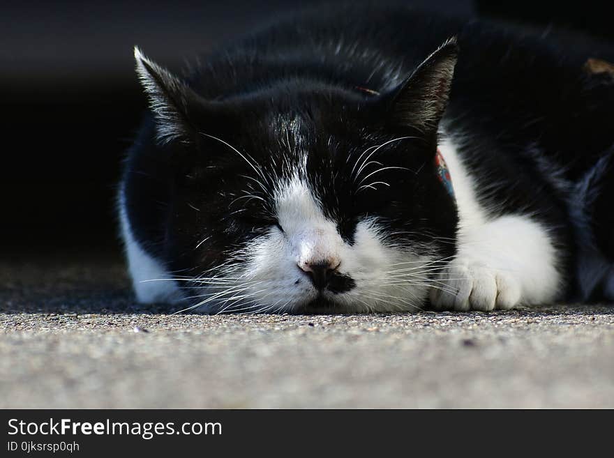 Cat, Whiskers, Small To Medium Sized Cats, Fauna