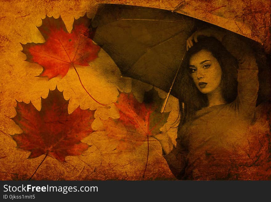 Leaf, Autumn, Maple Leaf, Yellow