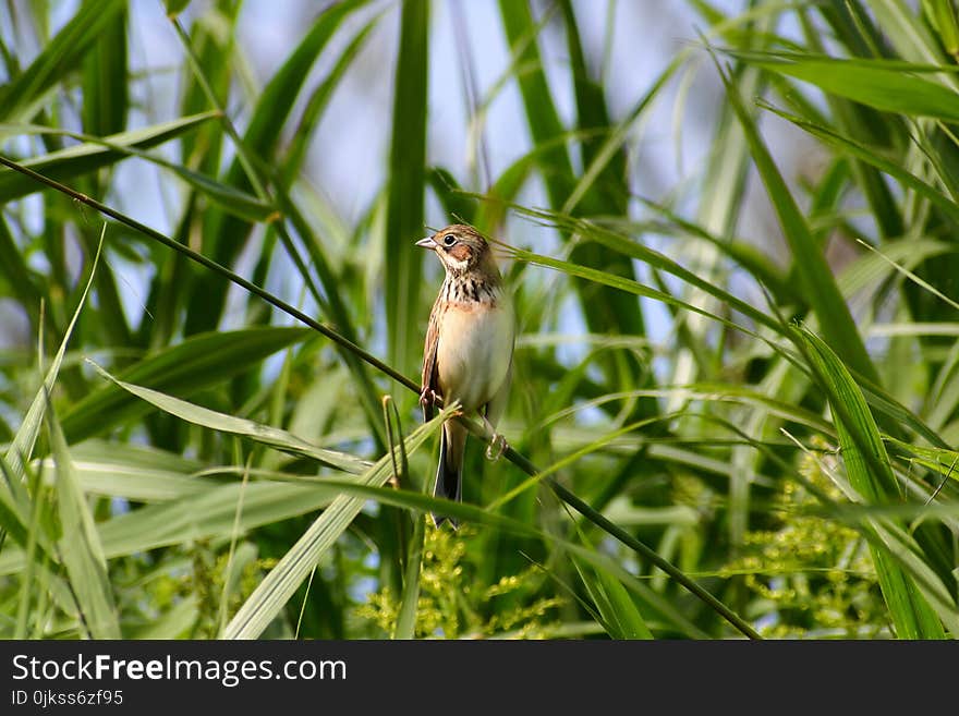 Bird, Fauna, Ecosystem, Beak