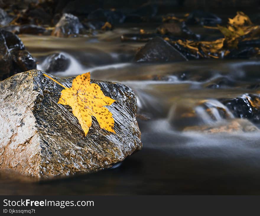 Water, Yellow, Rock, Leaf