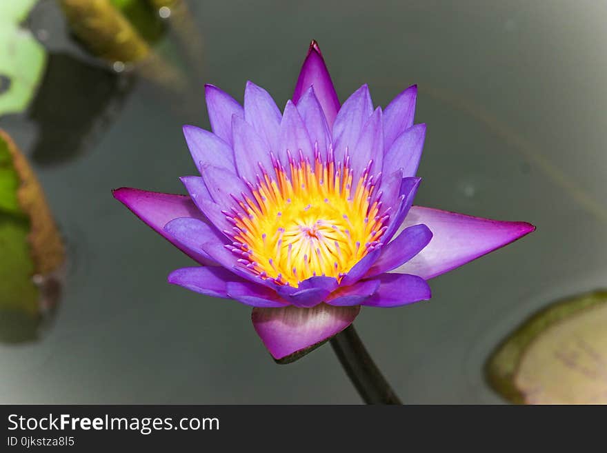 Flower, Flora, Purple, Plant