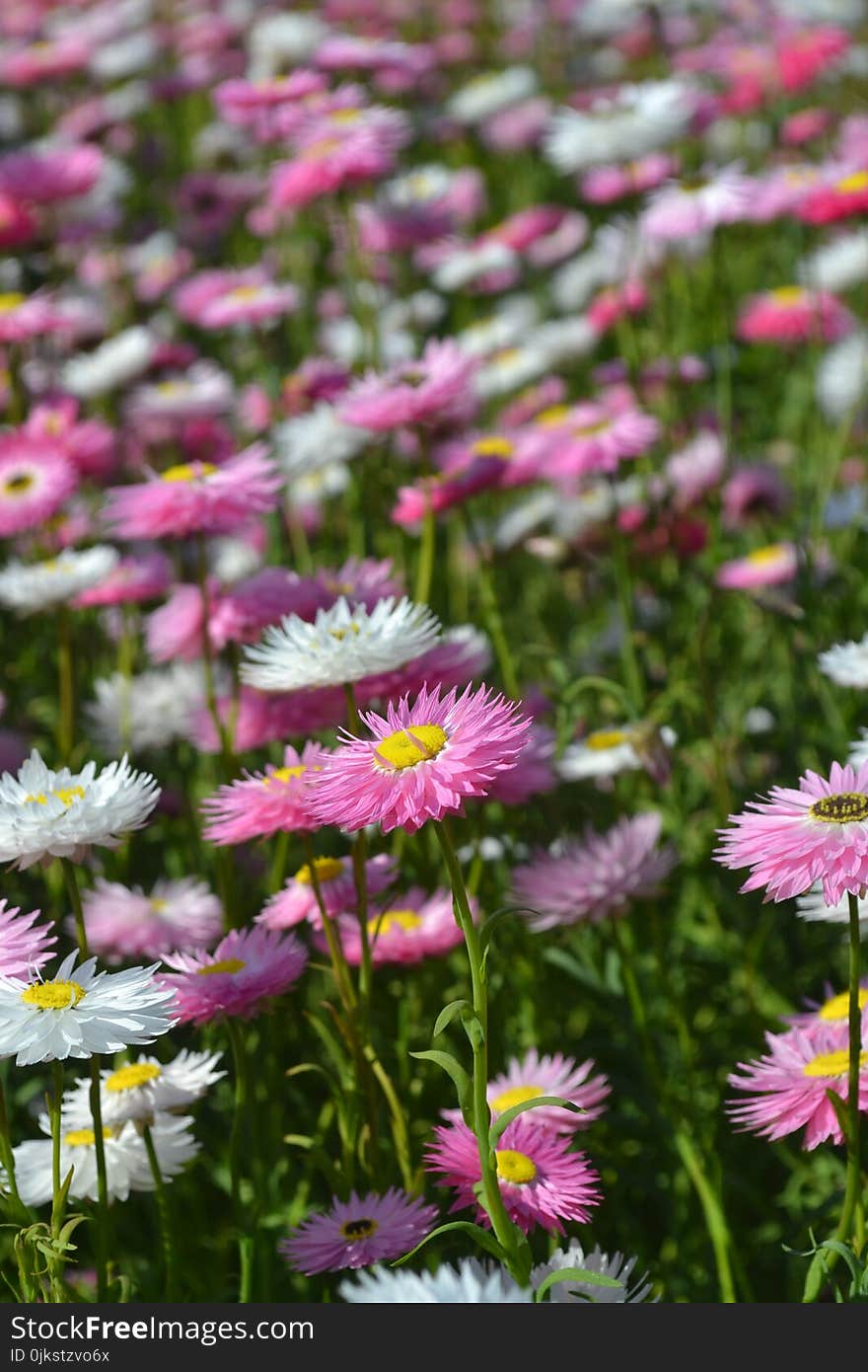 Flower, Plant, Flowering Plant, Aster