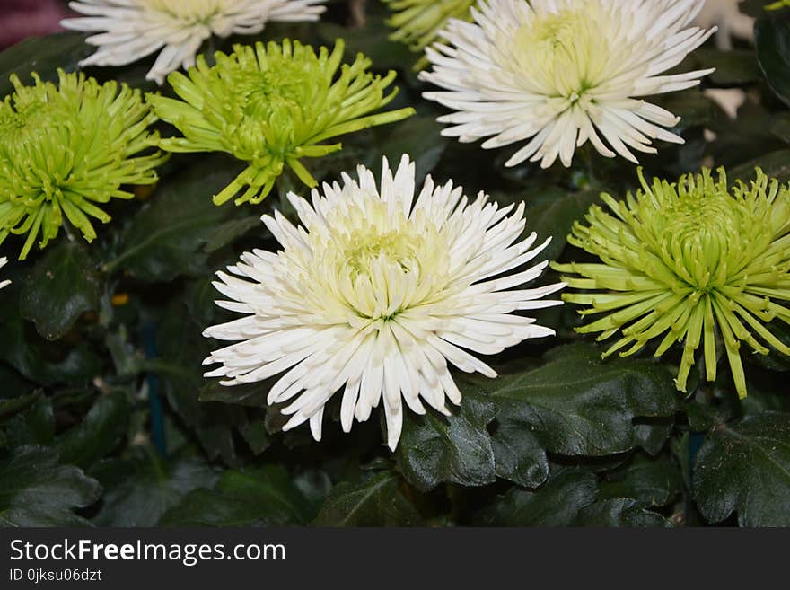 Flower, Plant, Aster, Daisy Family