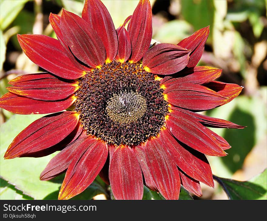 Flower, Flora, Plant, Coneflower