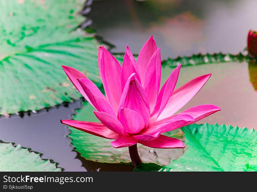 Flower, Pink, Flora, Plant