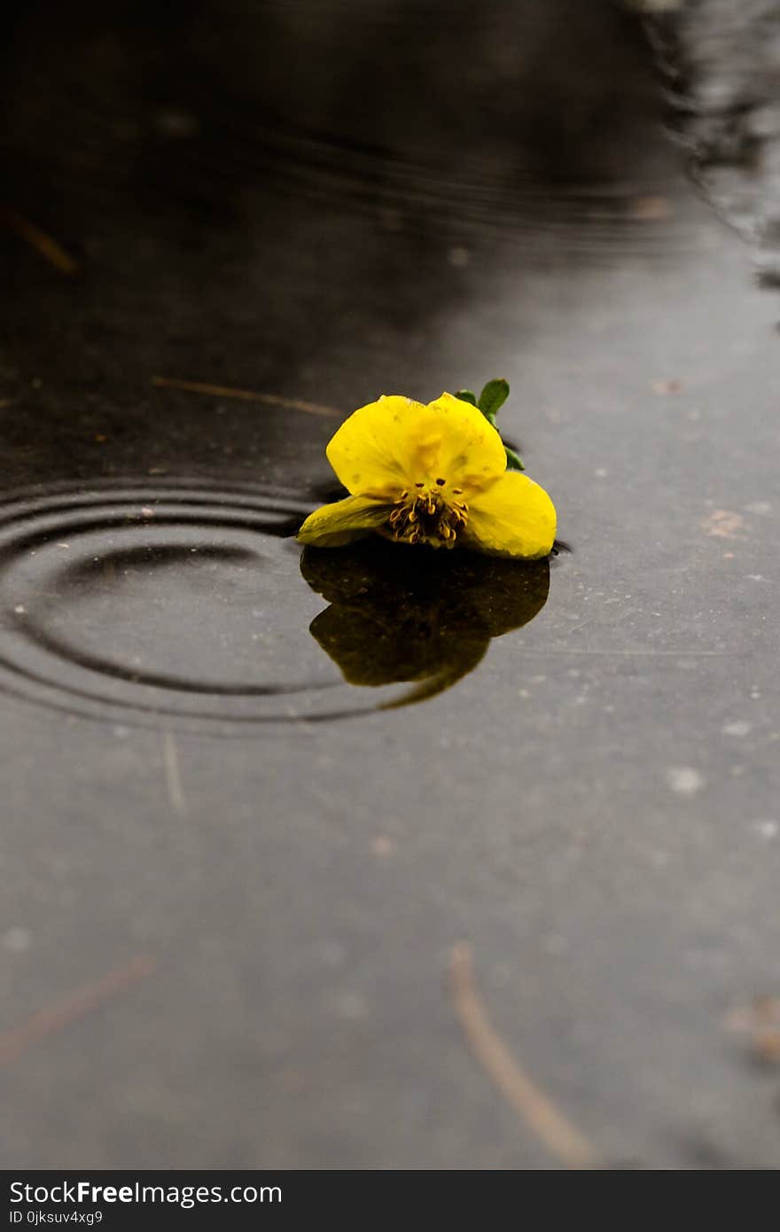 Flower, Yellow, Flora, Plant