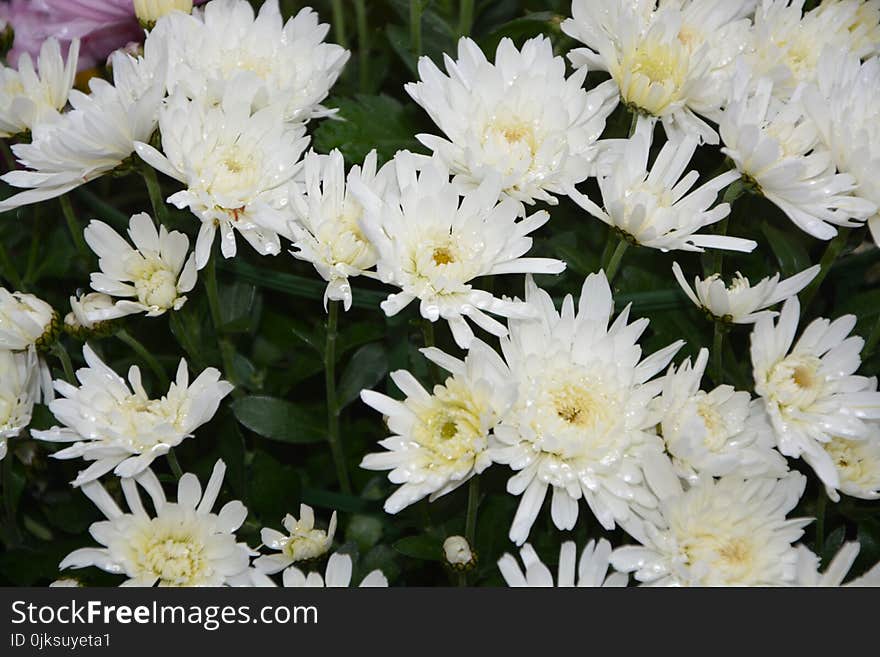 Flower, Plant, Flowering Plant, Marguerite Daisy