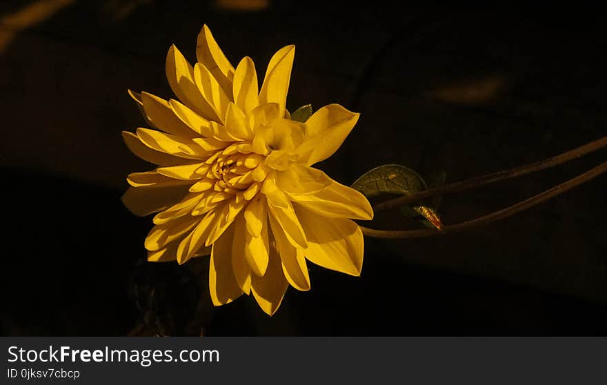 Flower, Yellow, Flora, Petal