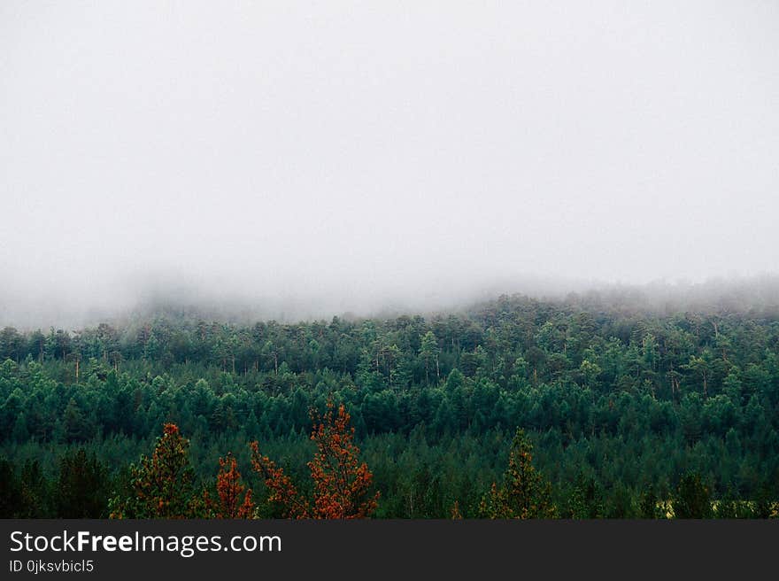 Mist, Fog, Ecosystem, Vegetation