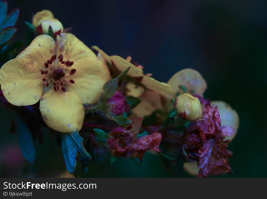 Flower, Flora, Blossom, Spring