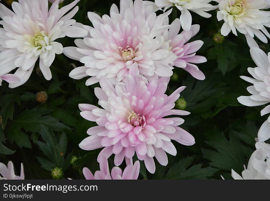 Flower, Plant, Flowering Plant, Chrysanths