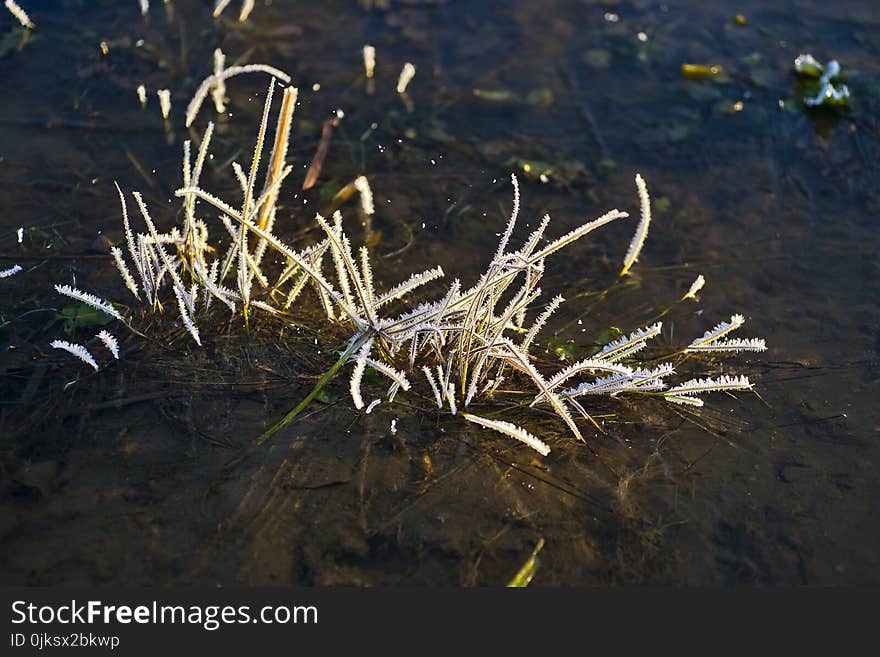 Water, Flora, Reflection, Grass Family