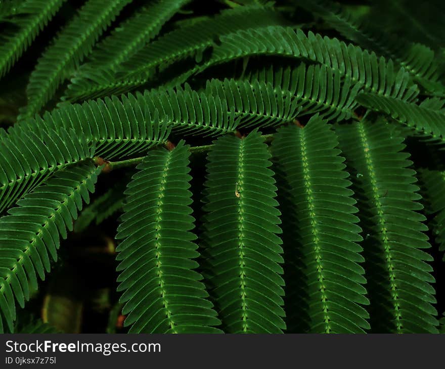 Plant, Vegetation, Fern, Ferns And Horsetails