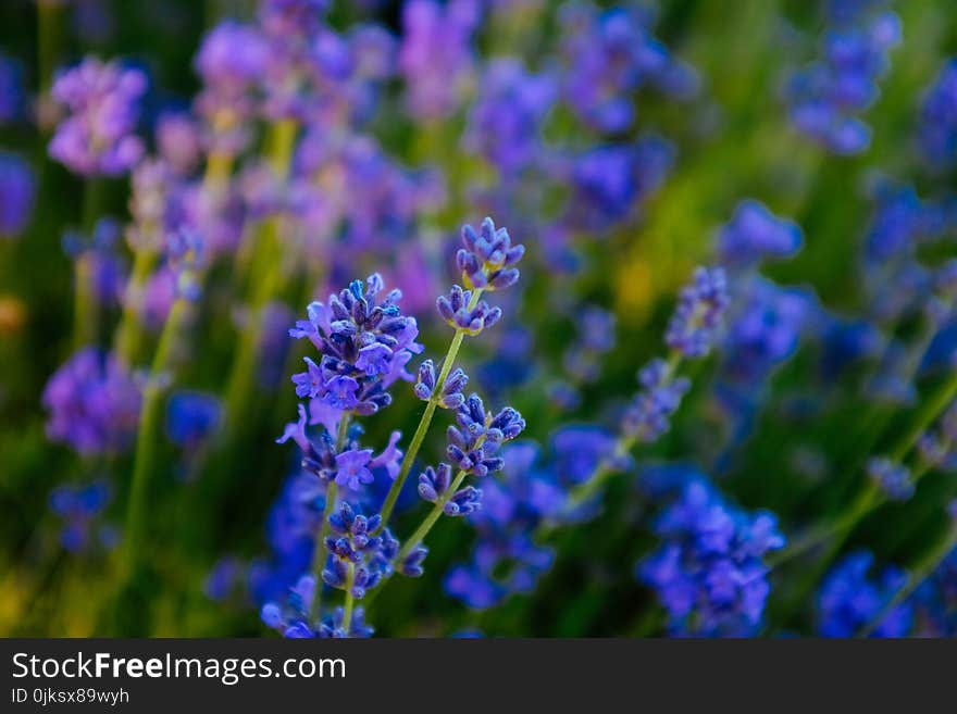 Blue, Lavender, English Lavender, Flower