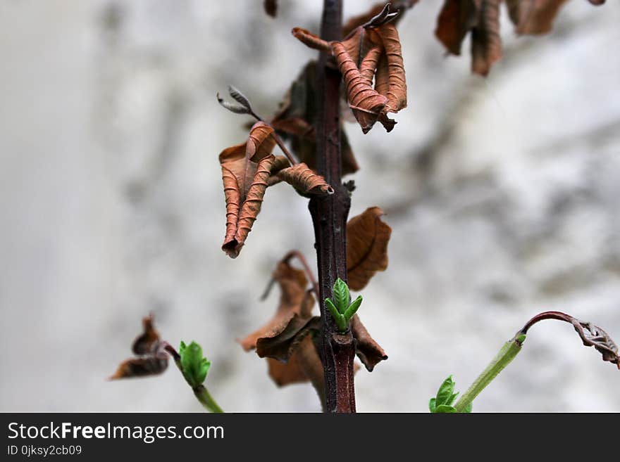 Leaf, Branch, Close Up, Macro Photography