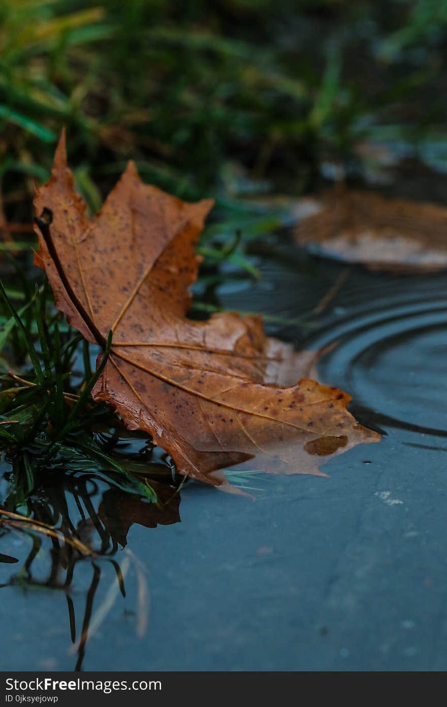 Leaf, Water, Maple Leaf, Autumn