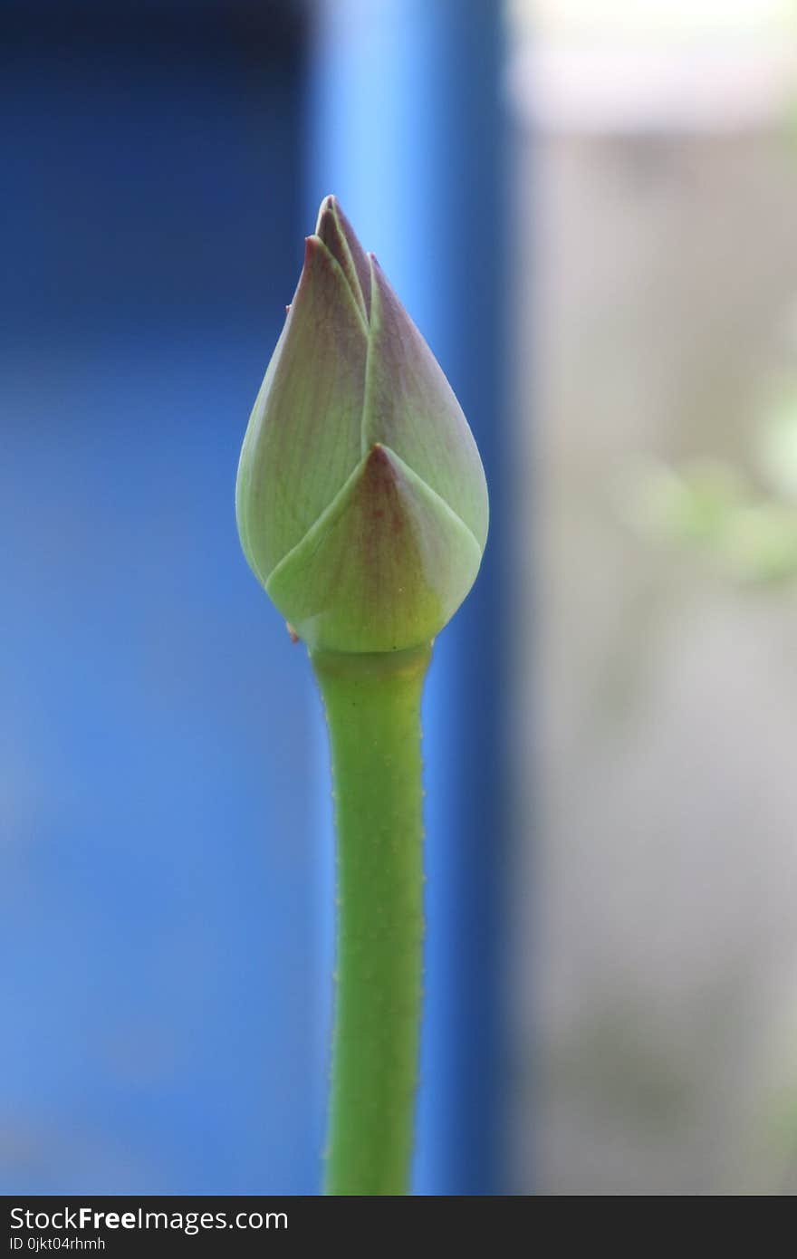 Bud, Flower, Plant, Plant Stem