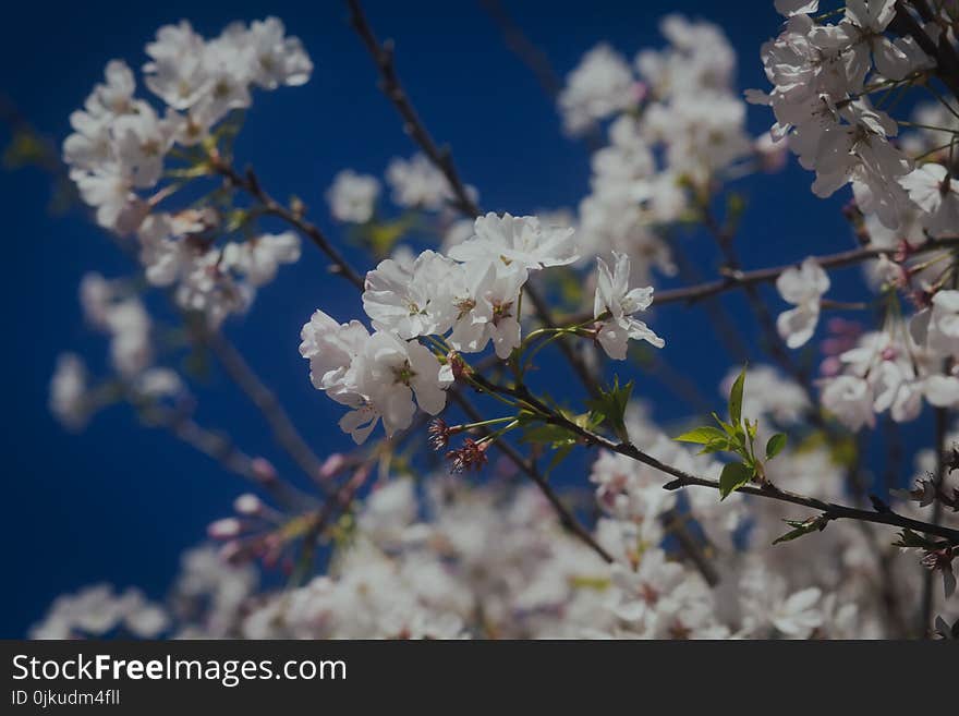 Spring Blossoms Blooming on a Tree, Against a Beautiful Blue Sky Background