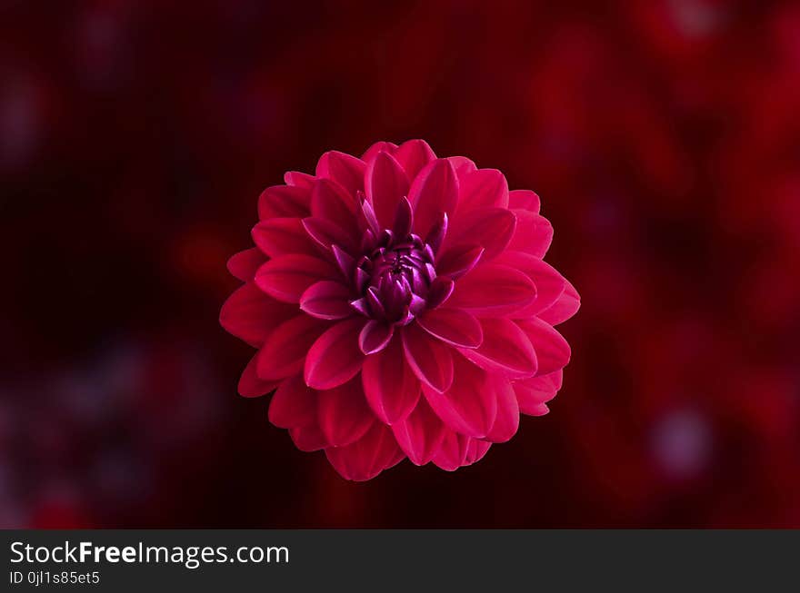 Pink Dahlia Flower in Bloom Close-up Photo