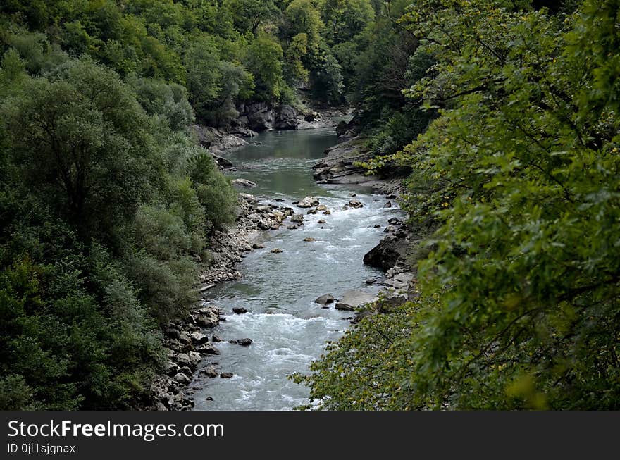 River Between Green Leaf Trees at Daytime