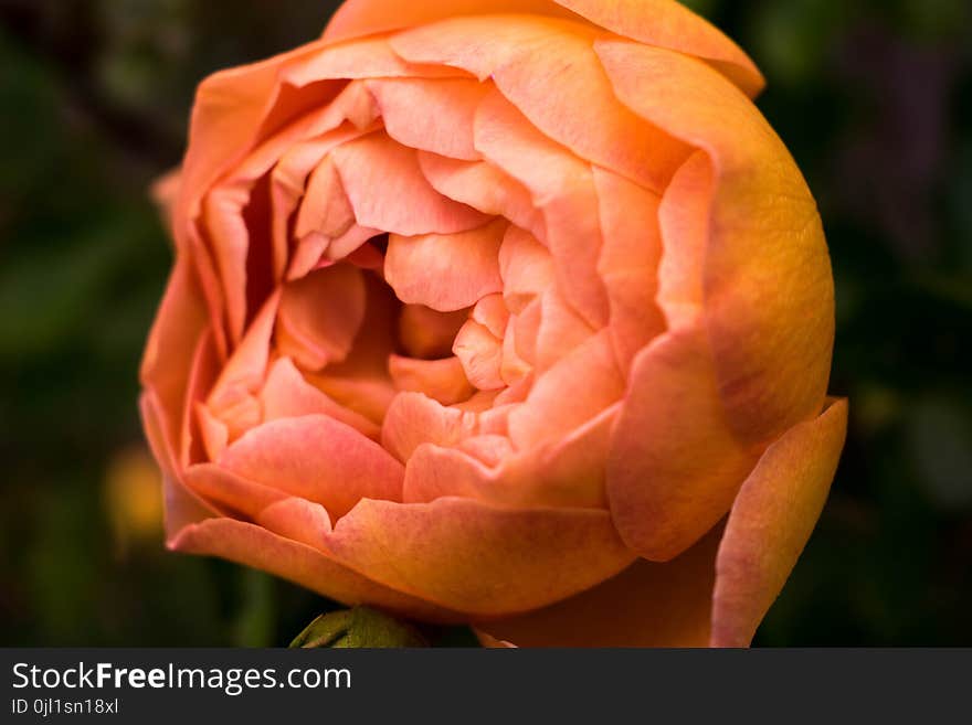 Close Up Photo of Orange Petaled Rose