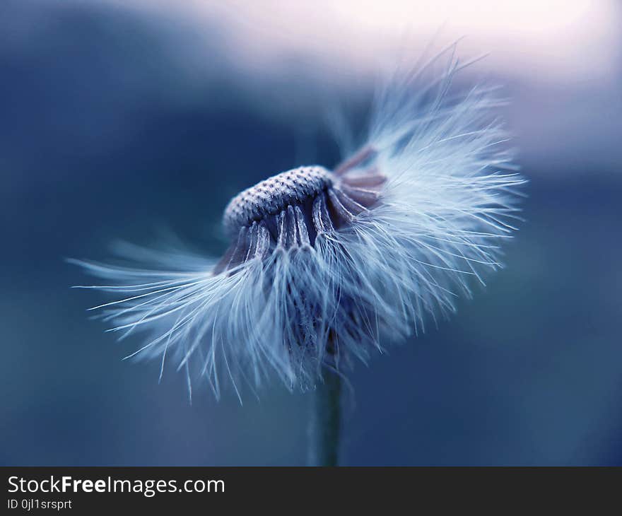 Selective Focus Photo of White Petaled Flower