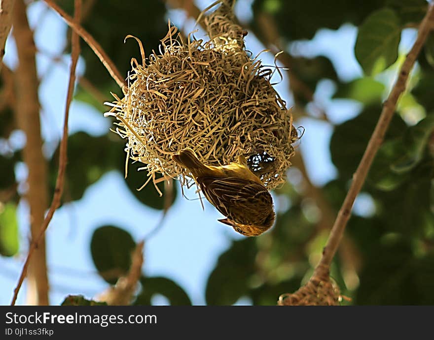 Sparrow Making Nest