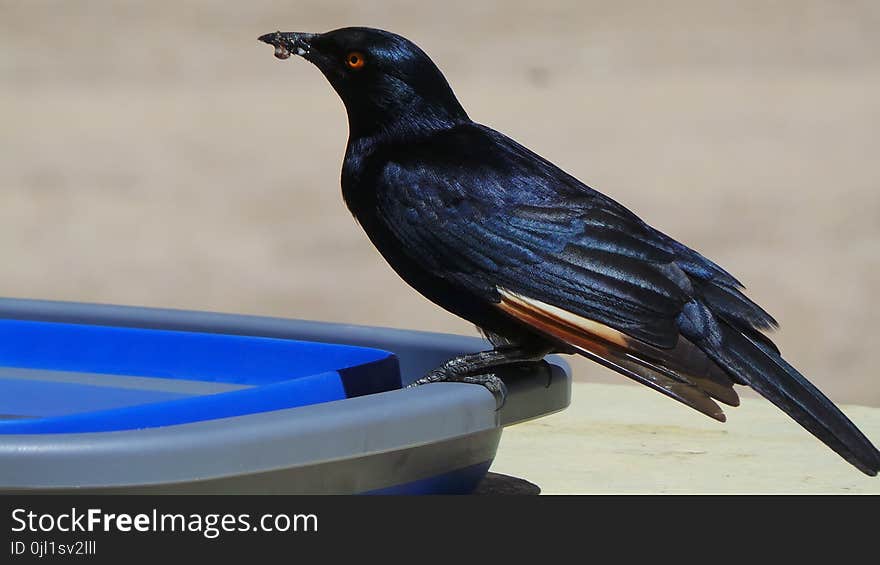 Selective Focus Photo of Black Raven on Plastic Container