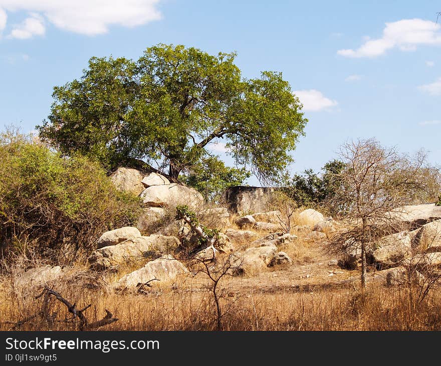 Green Leaf Tree Near Rocks