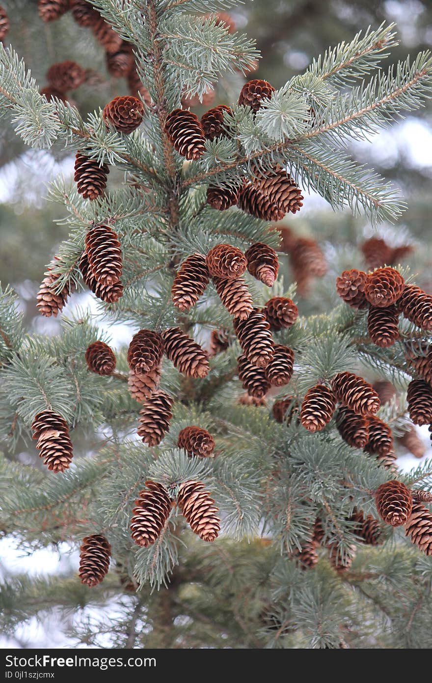 Pine Cones