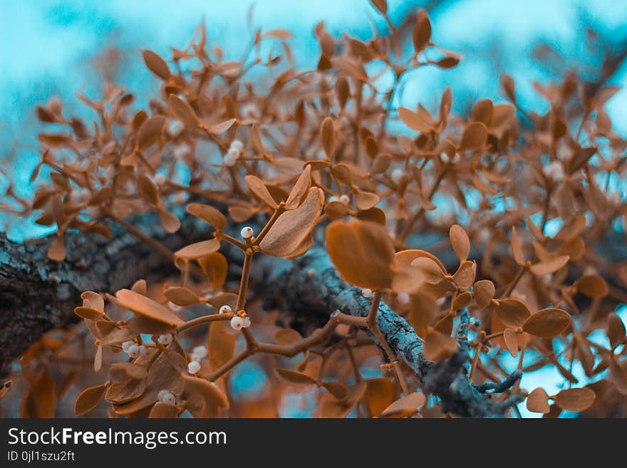 Brown Leaf Plants