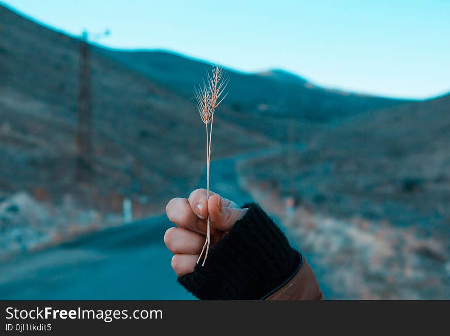 Person Holding Grass