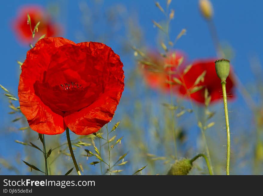 Red poppies on a blue sky background. Red poppies on a blue sky background