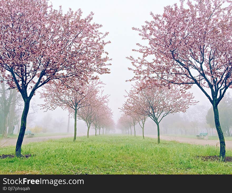 Pink sakura flowers, beautiful Cherry Blossom in nature with blurry background