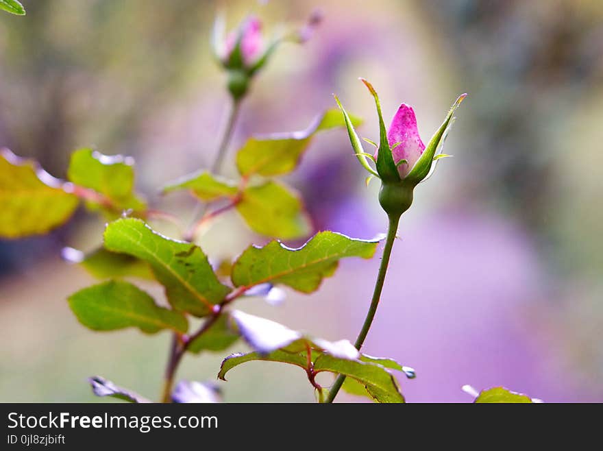 Flora, Flower, Leaf, Plant