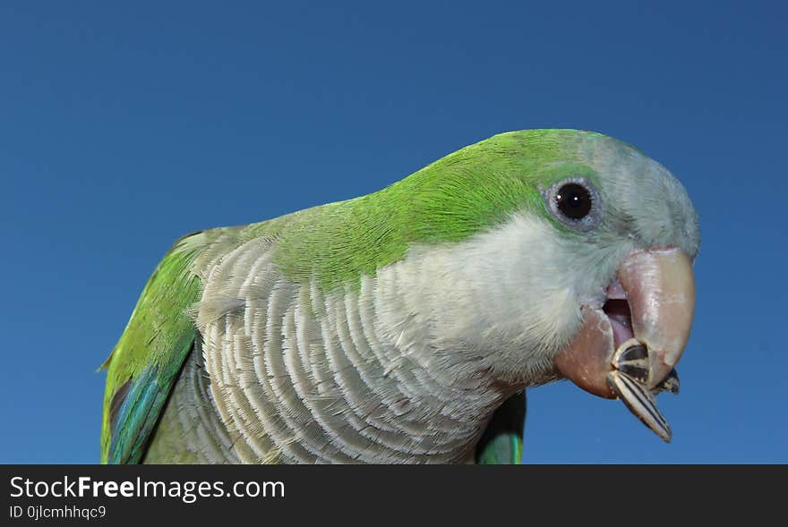 Beak, Bird, Fauna, Green