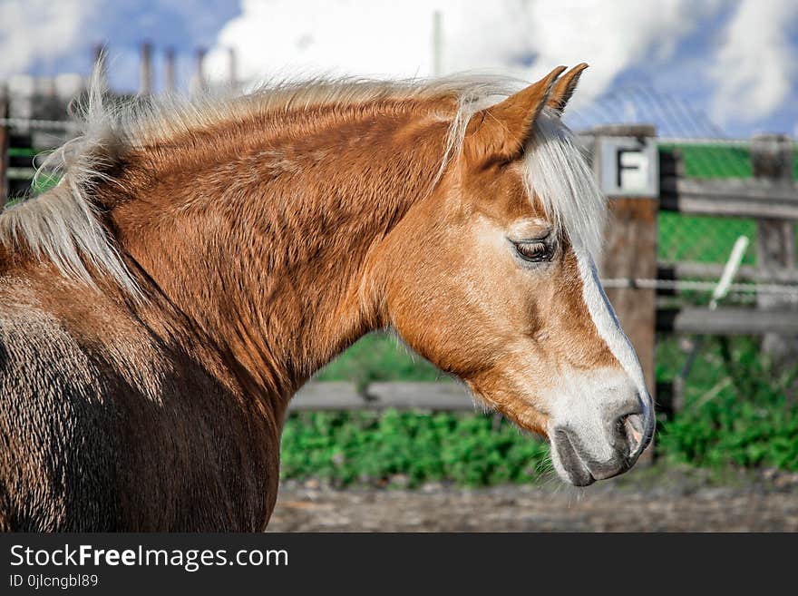 Horse, Fauna, Mane, Horse Like Mammal