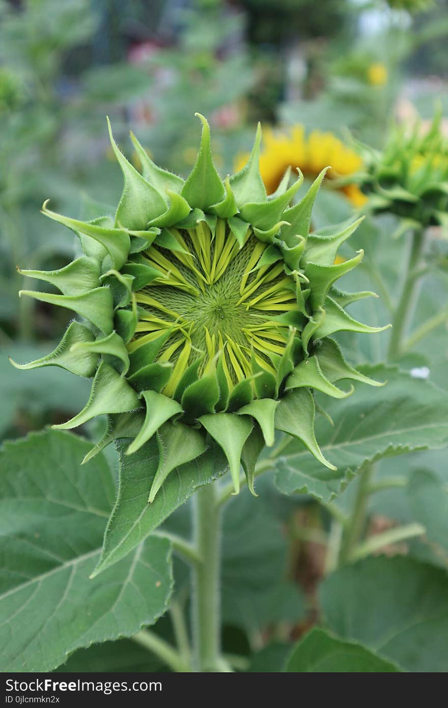 Flower, Plant, Sunflower, Flowering Plant