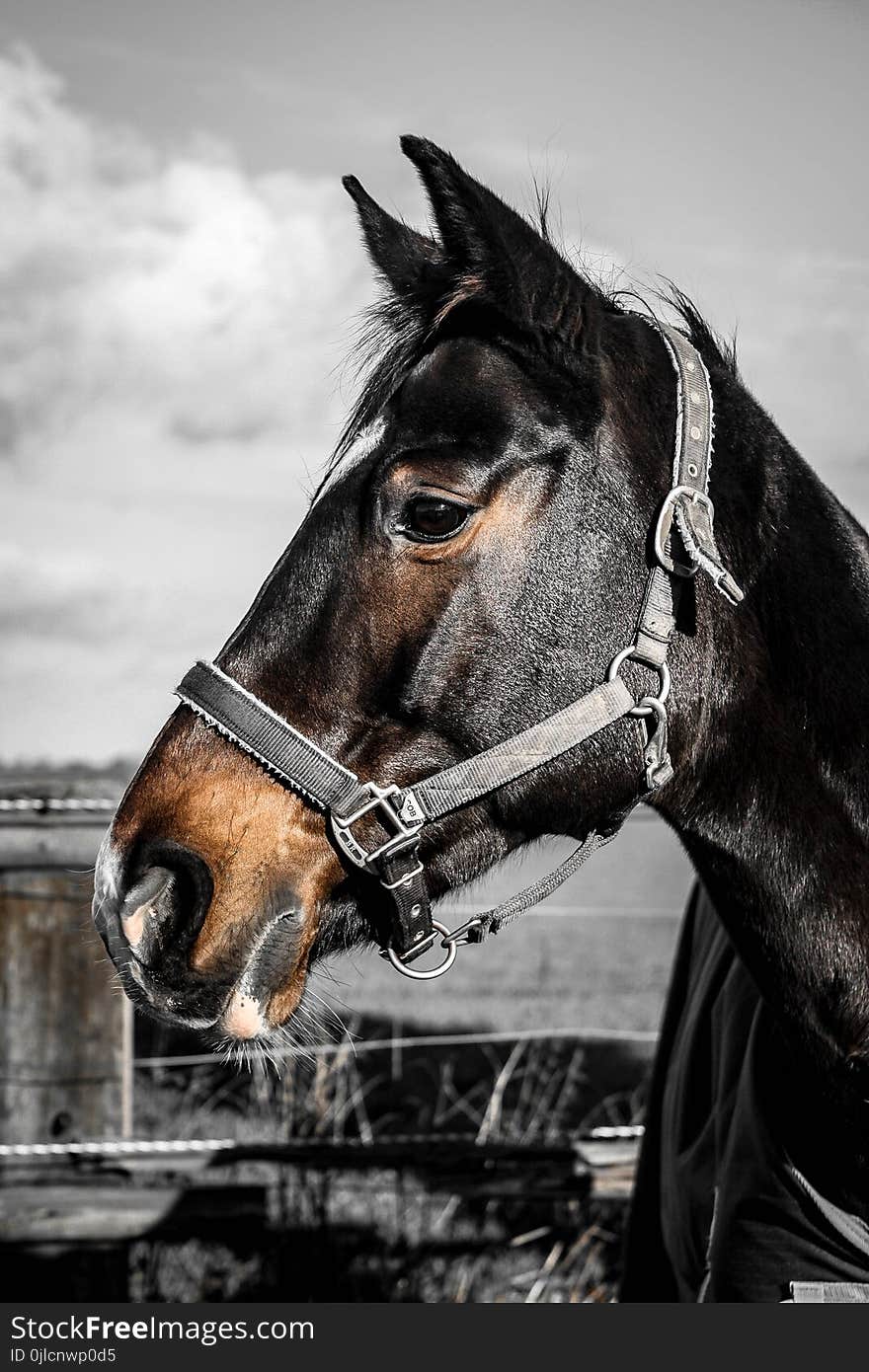 Horse, Bridle, Halter, Horse Tack