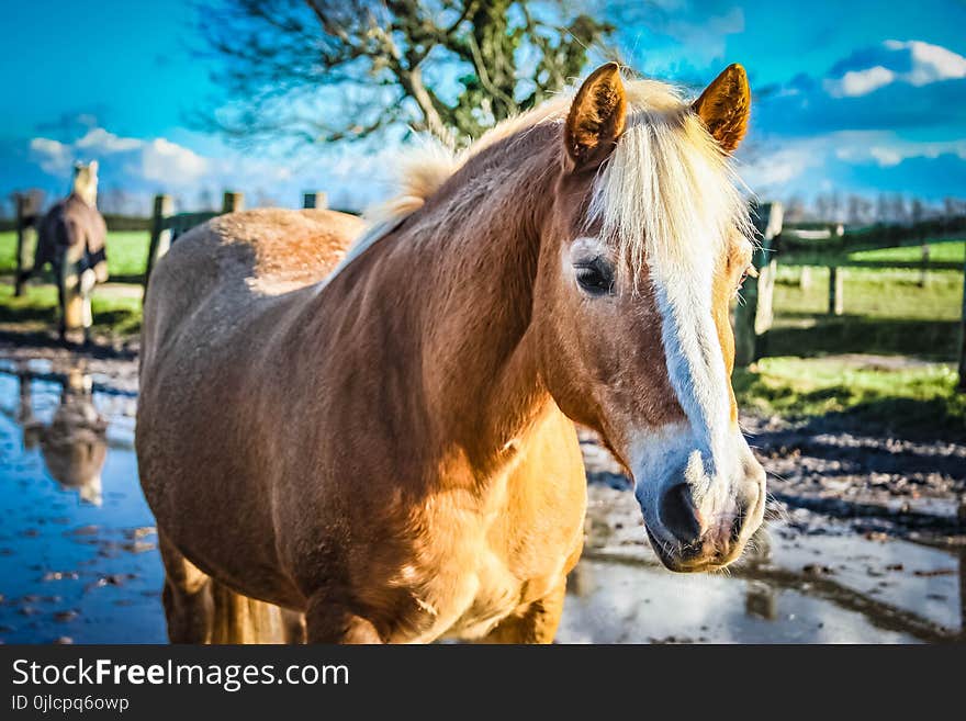 Horse, Mane, Horse Like Mammal, Mustang Horse