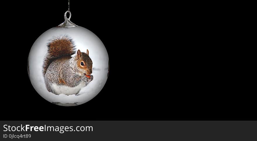 Christmas Ornament, Squirrel, Rodent, Still Life Photography