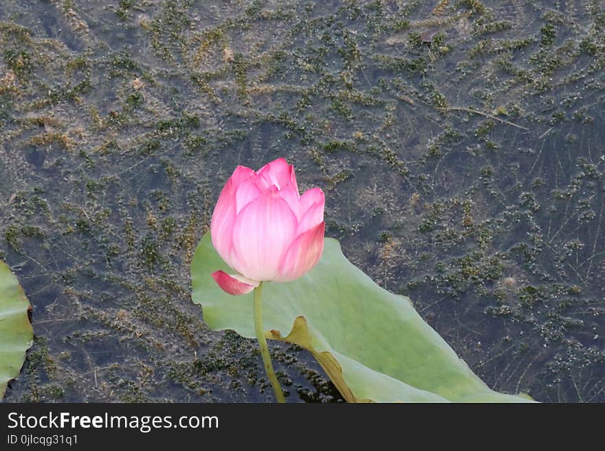 Flower, Plant, Flora, Leaf