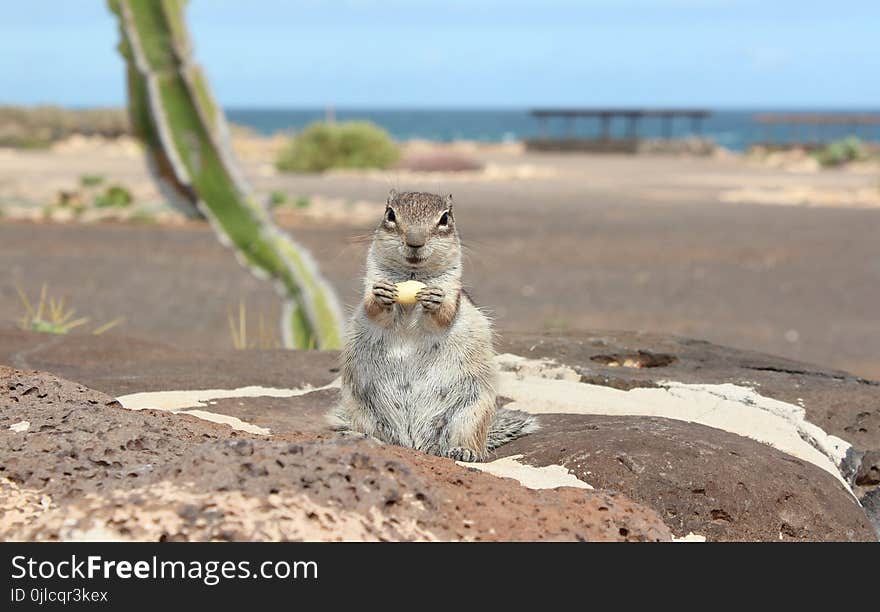 Mammal, Fauna, Squirrel, Wildlife