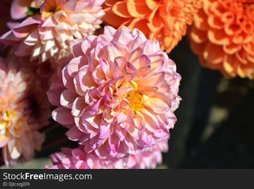 Flower, Pink, Flora, Petal