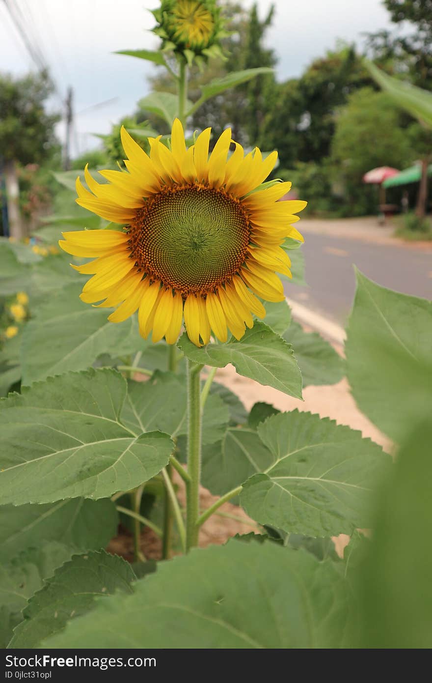 Flower, Sunflower, Plant, Flowering Plant