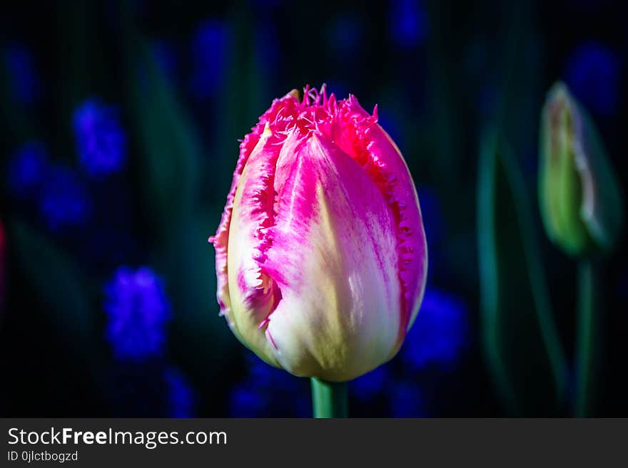 Flower, Plant, Tulip, Flowering Plant